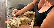 Thomas Omalley is registered to the contest to win money with this photo: black_clothing, casual, cat, closeup, comfort, couch, earrings, feline, glasses, happy_cat, home, indoor, jewelry, orange_cat, pet, relaxing, scratching, white_cat, woman, wood_floor