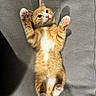 cat, curious, cute, domestic_animal, feline, gray_fabric, indoor, kitten, lying_down, orange_cat, pet, pink_paw_pads, raised_paws, relaxed, small_animal, soft_light, texture, whiskers, white_belly, young_cat