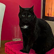 Roger participe au concours pour gagner de l'argent avec cette photo : alert, animal, black_cat, cat, cozy, domestic_cat, fireplace, floor, fur, furniture, glass, home, indoor, looking, mammal, pet, pink_cushion, sitting, table, whiskers