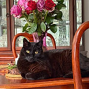 Nero joined the competition — help win amazing prizes! animal, black_cat, cat, closeup, decor, domestic_animal, floral_arrangement, flowers, furniture, glass_cabinet, glassware, indoor, leafy_plants, pet, relaxed, roses, table, vase, wooden_furniture, yellow_eyes