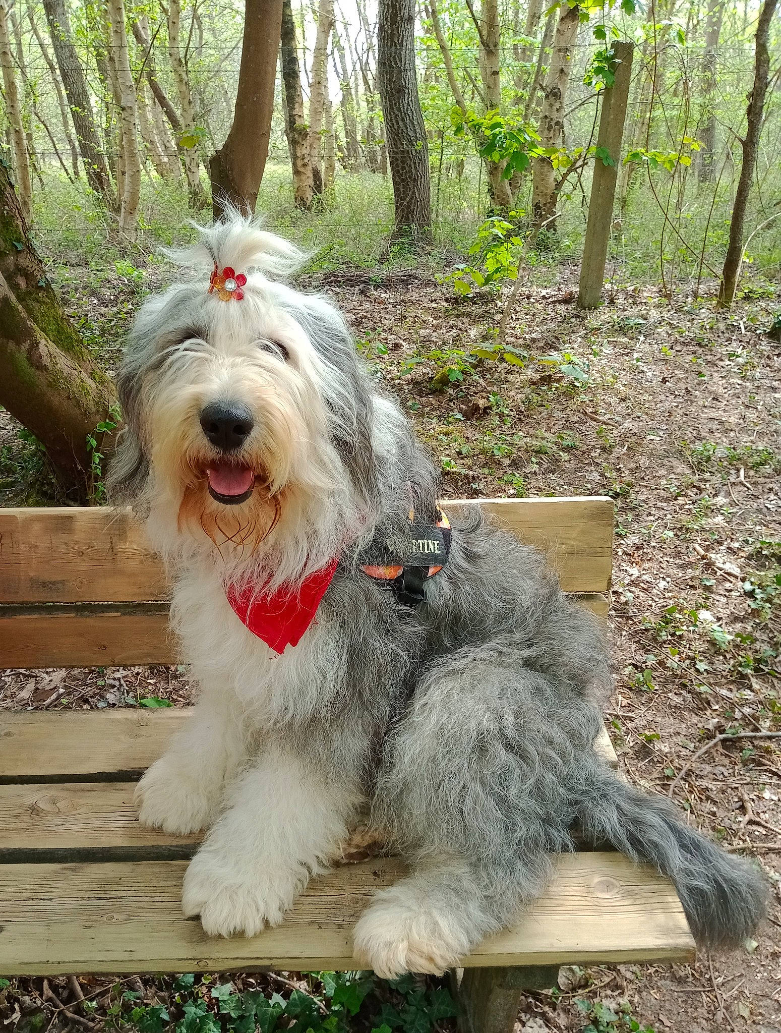 Martine a rejoint le concours — aidez-le/la à gagner de superbes lots ! canidae, carnivore, collar, companion_dog, dog, dog_breed, dog_collar, giant_dog_breed, grass, plant, romanian_mioritic_shepherd_dog, schnauzer, small_terrier, snout, tail, terrier, toy_dog, tree, wood, working_animal