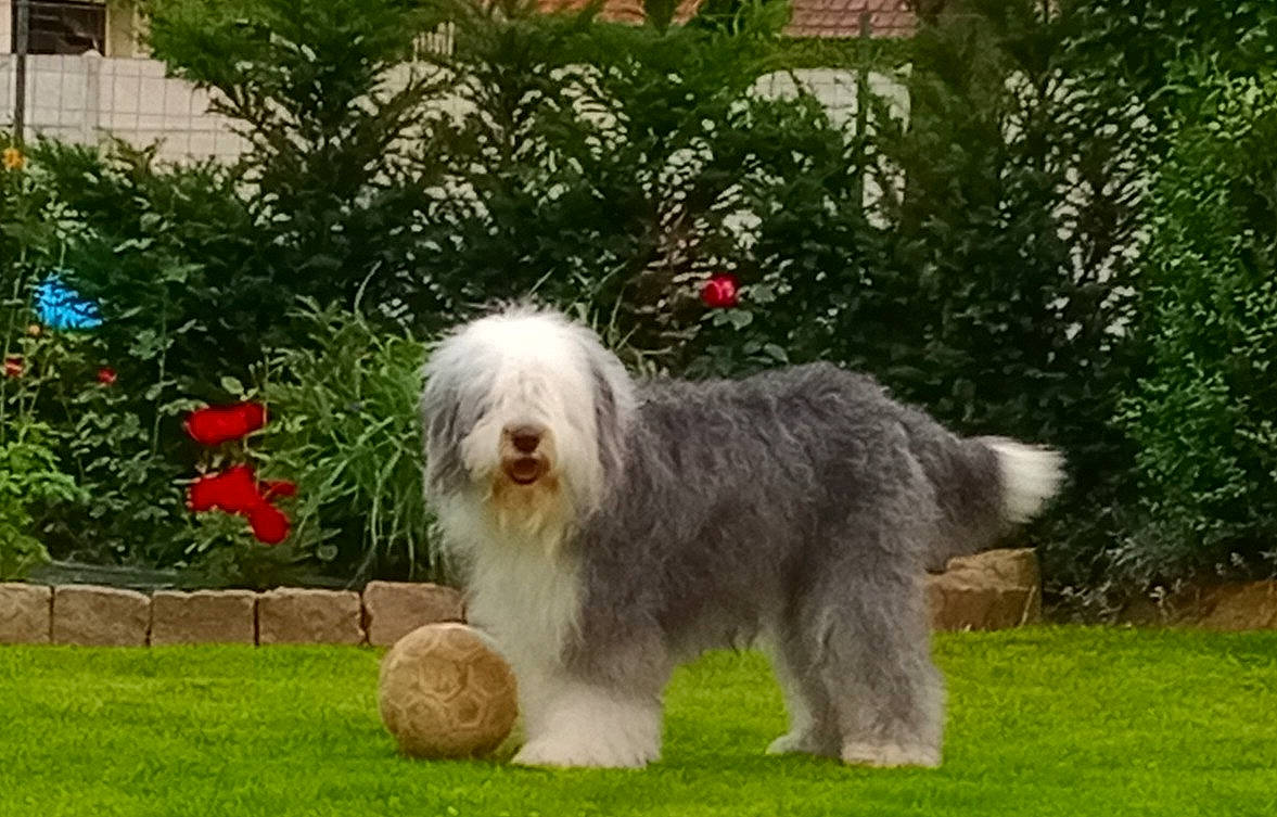 Martine participe au concours pour gagner de l'argent avec cette photo : bearded_collie, canidae, carnivore, companion_dog, dog, dog_breed, fur, giant_dog_breed, grass, non_sporting_group, old_english_sheepdog, plant, romanian_mioritic_shepherd_dog, snout, south_russian_ovcharka, sporting_group, tail, terrier, working_animal, working_dog