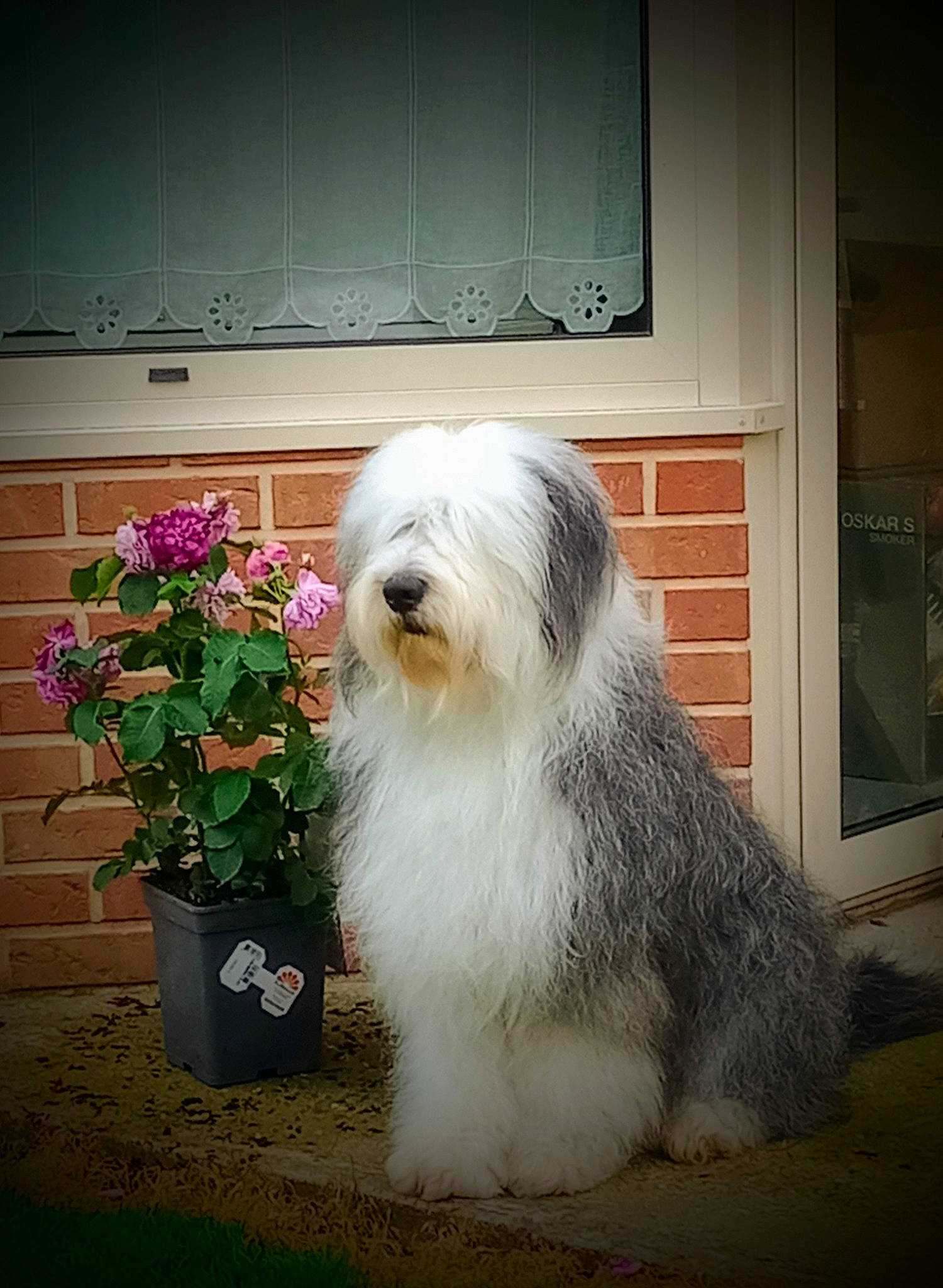 Martine participe au concours pour gagner de l'argent avec cette photo : annual_plant, canidae, carnivore, companion_dog, dog, dog_breed, flooring, flower, flowerpot, fur, giant_dog_breed, houseplant, plant, small_terrier, snout, sporting_group, tail, terrier, toy_dog, working_animal