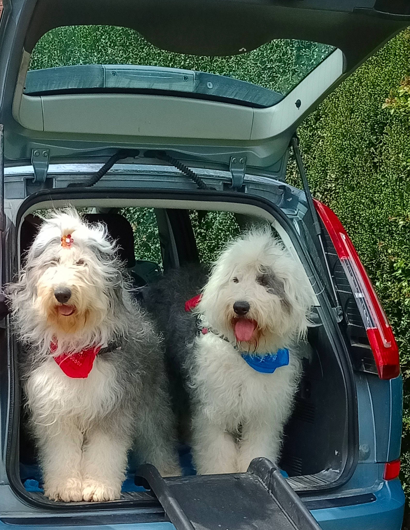Mistral participe au concours pour gagner de l'argent avec cette photo : automotive_exterior, automotive_mirror, canidae, car, car_seat_cover, carnivore, collar, companion_dog, dog, dog_breed, glass, mammal, motor_vehicle, snout, sporting_group, toy_dog, vehicle, vehicle_door, vertebrate, windshield