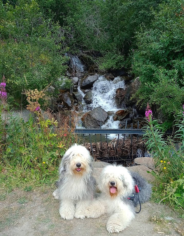 Mistral participe au concours pour gagner de l'argent avec cette photo : canidae, carnivore, companion_dog, dog, dog_breed, dog_supply, flower, garden, grass, groundcover, landscape, plant, romanian_mioritic_shepherd_dog, shrub, small_terrier, sporting_group, terrier, toy_dog, waterfall, working_animal