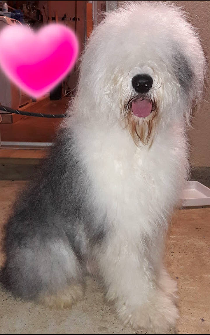 Mistral participe au concours pour gagner de l'argent avec cette photo : canidae, carnivore, companion_dog, corgi_chihuahua, dog, dog_breed, event, fur, happy, magenta, maltepoo, non_sporting_group, poodle, snout, sporting_group, toy_dog, water_dog, working_animal