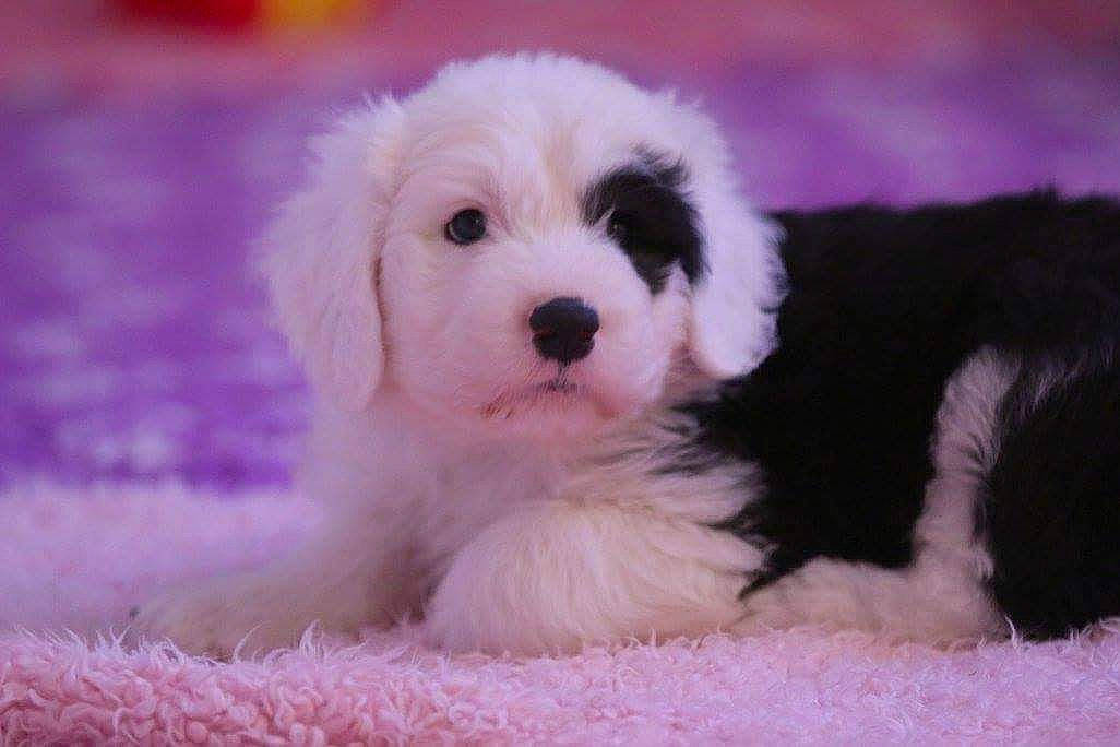 Mistral a rejoint le concours — aidez-le/la à gagner de superbes lots ! ancient_dog_breeds, canidae, carnivore, companion_dog, dog, dog_breed, dog_supply, fur, mal_shi, maltepoo, non_sporting_group, paw, snout, sporting_group, terrestrial_animal, toy_dog, working_animal, yorkipoo