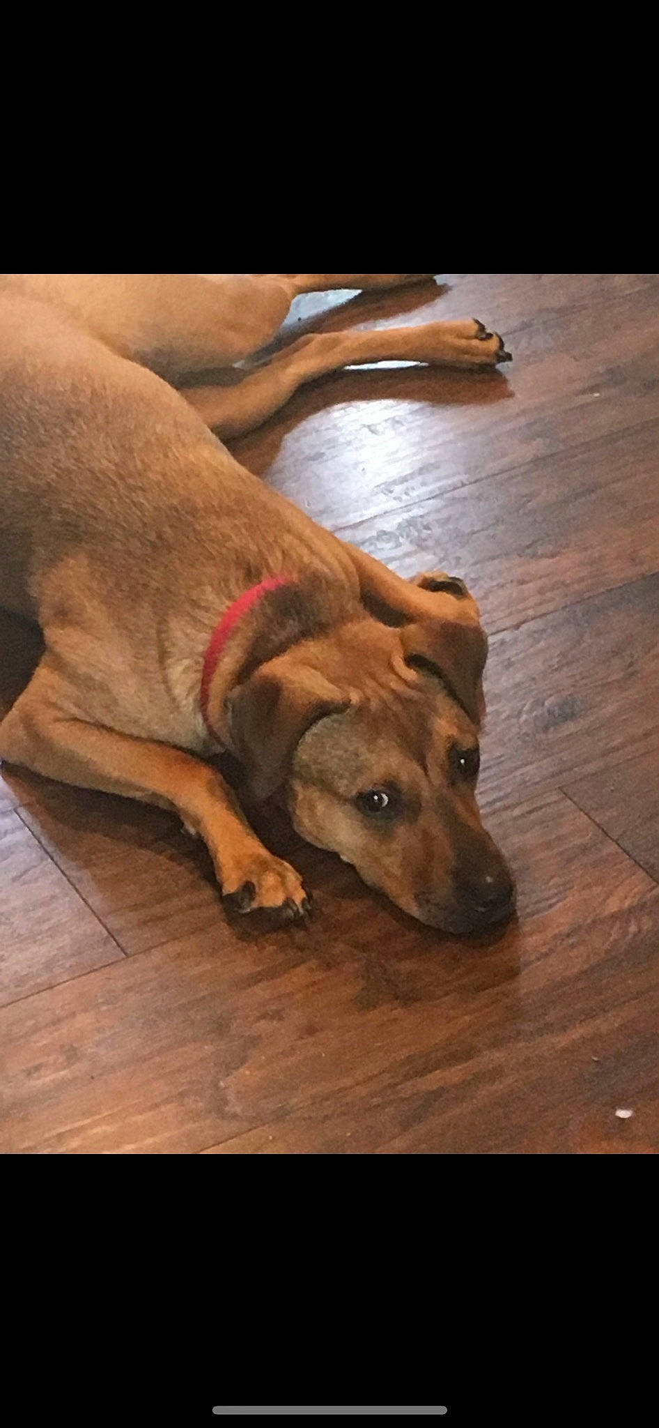 Izzy is registered to the contest to win money with this photo: carnivore, comfort, companion_dog, dog, dog_breed, fawn, floor, flooring, hardwood, laminate_flooring, liver, paw, pet_supply, plank, plywood, varnish, wood, wood_flooring, wood_stain, working_animal