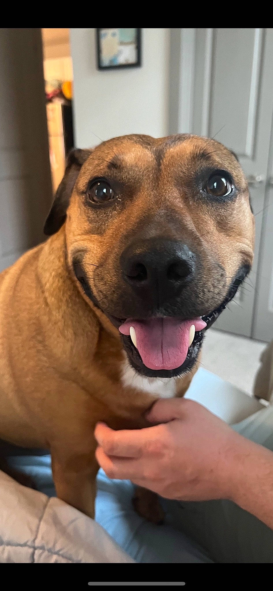 Izzy joined the competition — help win amazing prizes! ancient_dog_breeds, canidae, carnivore, collar, companion_dog, dog, dog_breed, dog_collar, fawn, fur, guard_dog, non_sporting_group, pet_supply, snout, sporting_group, whiskers, working_animal, working_dog