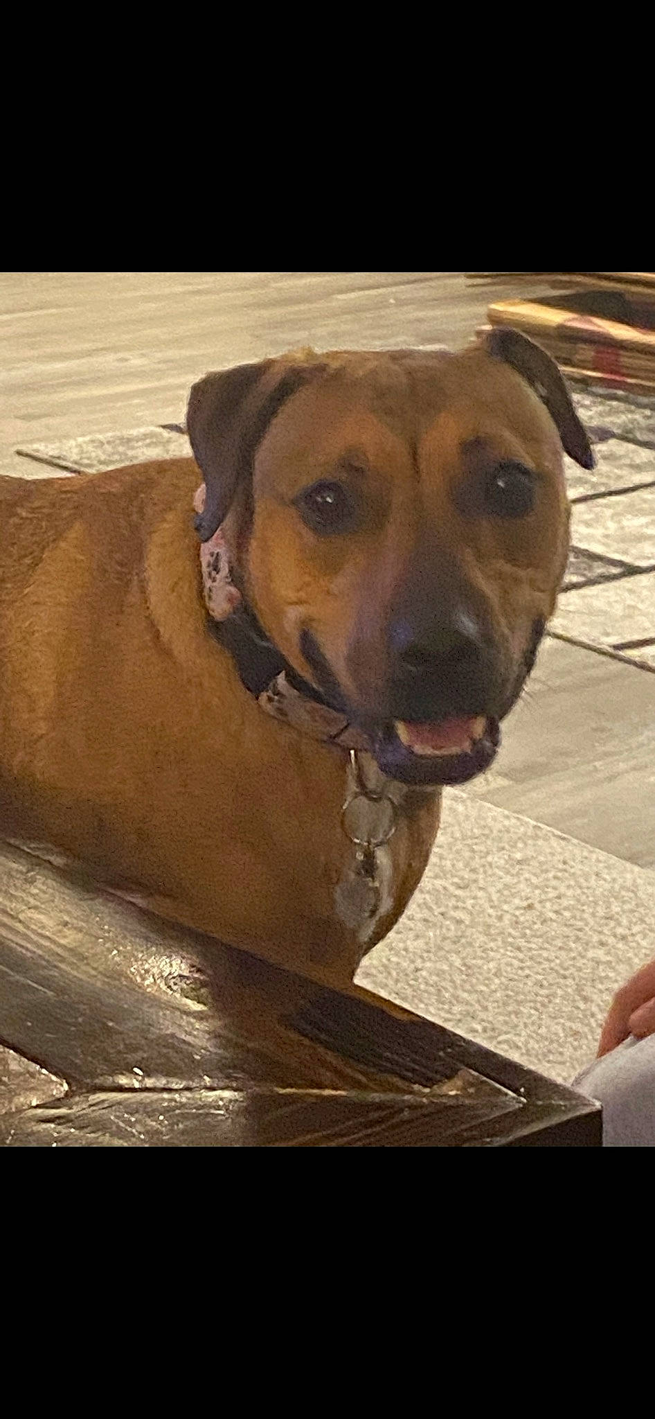 Izzy joined the competition — help win amazing prizes! ancient_dog_breeds, canidae, carnivore, collar, companion_dog, dog, dog_breed, dog_collar, fawn, flooring, fur, guard_dog, non_sporting_group, pet_supply, sporting_group, whiskers, wood, working_animal, working_dog