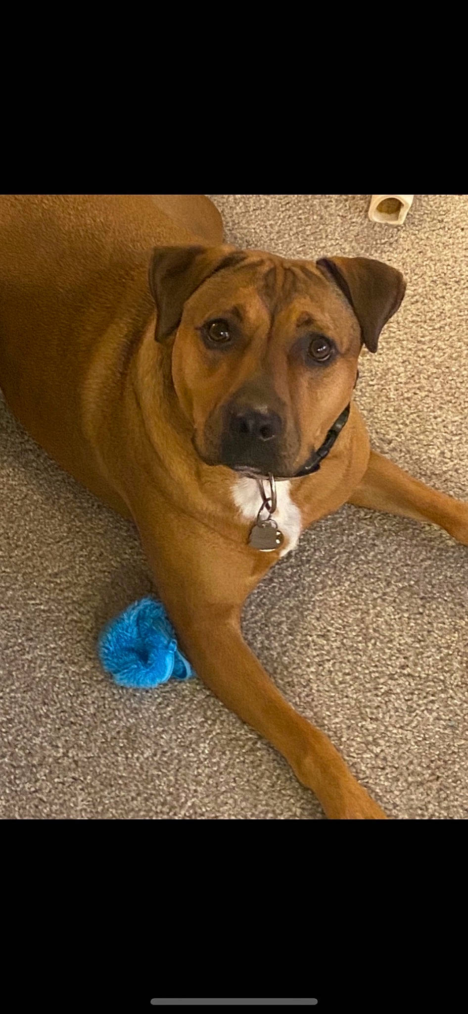 Izzy is registered to the contest to win money with this photo: carnivore, companion_dog, dog, dog_breed, electric_blue, fawn, non_sporting_group, pet_supply, snout, sporting_group, whiskers, wood, working_animal, working_dog