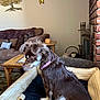 dog, pet_bed, brown_dog, pink_collar, living_room, couch, pillows, coffee_table, fireplace, brick_wall, wall_art, wooden_table, furniture, indoor, home, cozy, carpet, decor, animal, sitting