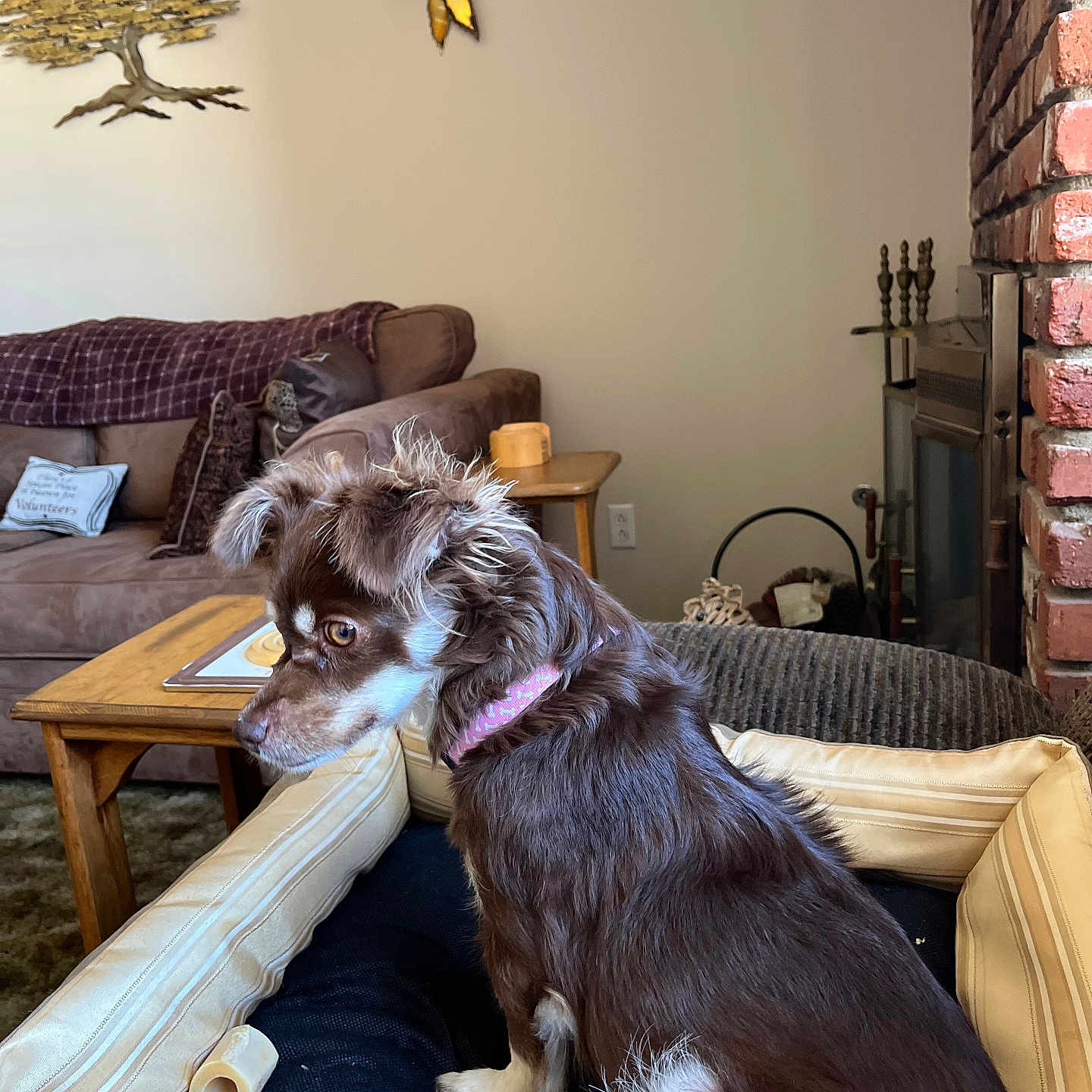 Chloe is registered to the contest to win money with this photo: animal, brick_wall, brown_dog, carpet, coffee_table, couch, cozy, decor, dog, fireplace, furniture, home, indoor, living_room, pet_bed, pillows, pink_collar, sitting, wall_art, wooden_table