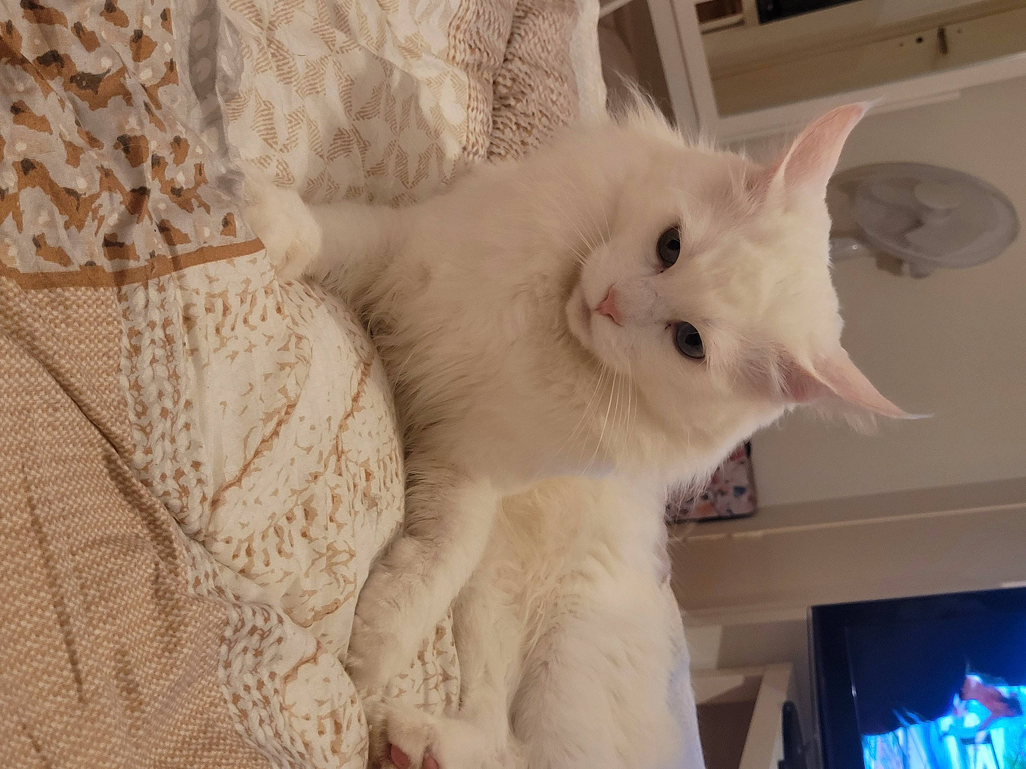 Shadow a rejoint le concours — aidez-le/la à gagner de superbes lots ! carnivore, cat, claw, comfort, domestic_short_haired_cat, ear, felidae, fur, pattern, paw, small_to_medium_sized_cats, snout, tail, television, whiskers, window