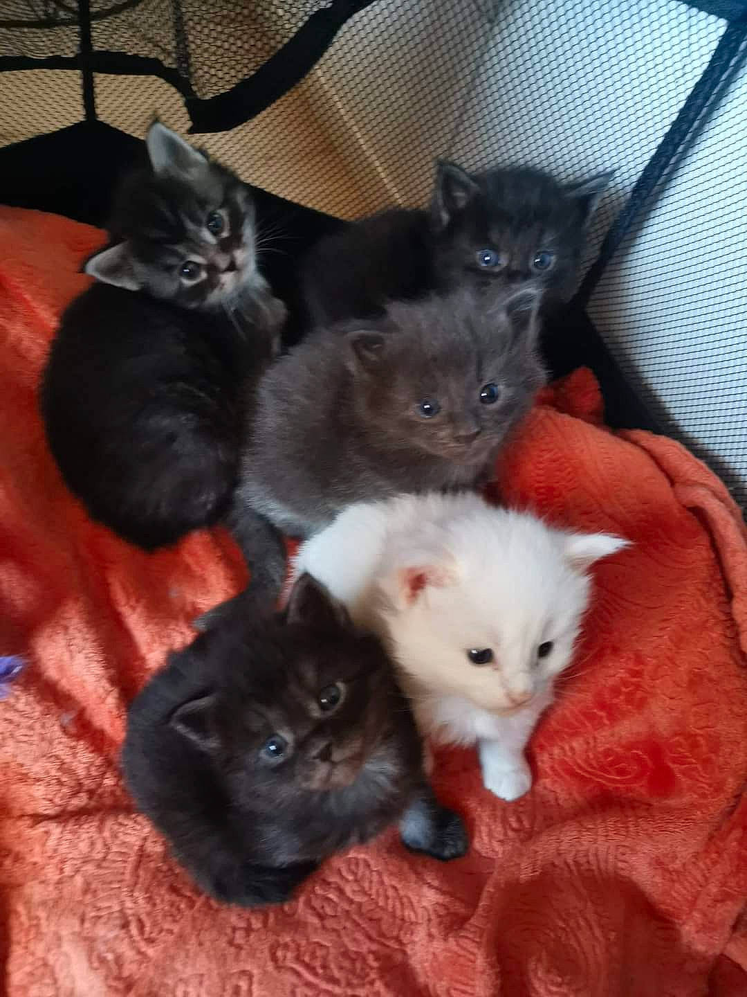 Shadow a rejoint le concours — aidez-le/la à gagner de superbes lots ! bombay, carnivore, cat, claw, comfort, domestic_short_haired_cat, felidae, fur, grey, mammal, small_to_medium_sized_cats, tail, whiskers