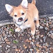 Guysmo participe au concours pour gagner de l'argent avec cette photo : puppy, dog, small_dog, ears, tongue, outdoor, gravel, mat, curious, playful, fur, tail, collar, pet, animal, young, cute, looking_up, ground, nature