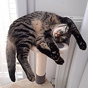 Jack participe au concours pour gagner de l'argent avec cette photo : cat, tabby, sleeping, cat_tree, indoor, pet, relaxed, feline, stretching, paw, fur, whiskers, claws, cute, animal, cozy, home, window, radiator, resting