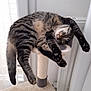 cat, tabby, sleeping, cat_tree, indoor, pet, relaxed, feline, stretching, paw, fur, whiskers, claws, cute, animal, cozy, home, window, radiator, resting