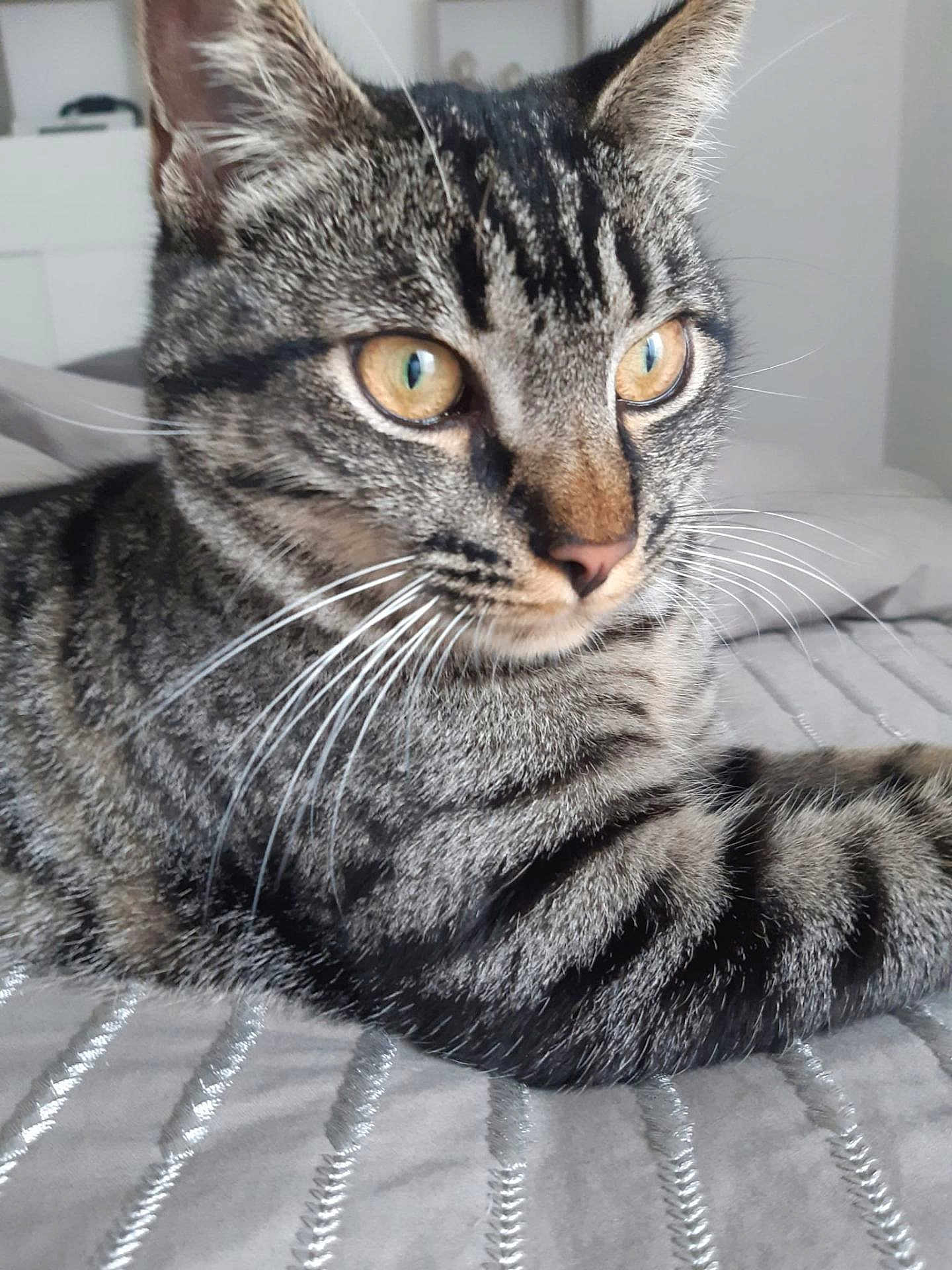 Jack participe au concours pour gagner de l'argent avec cette photo : cat, tabby_cat, close_up, pet, animal, fur, whiskers, eyes, striped, domestic_cat, indoor, bed, blanket, resting, cute, feline, mammal, portrait, looking_away, soft