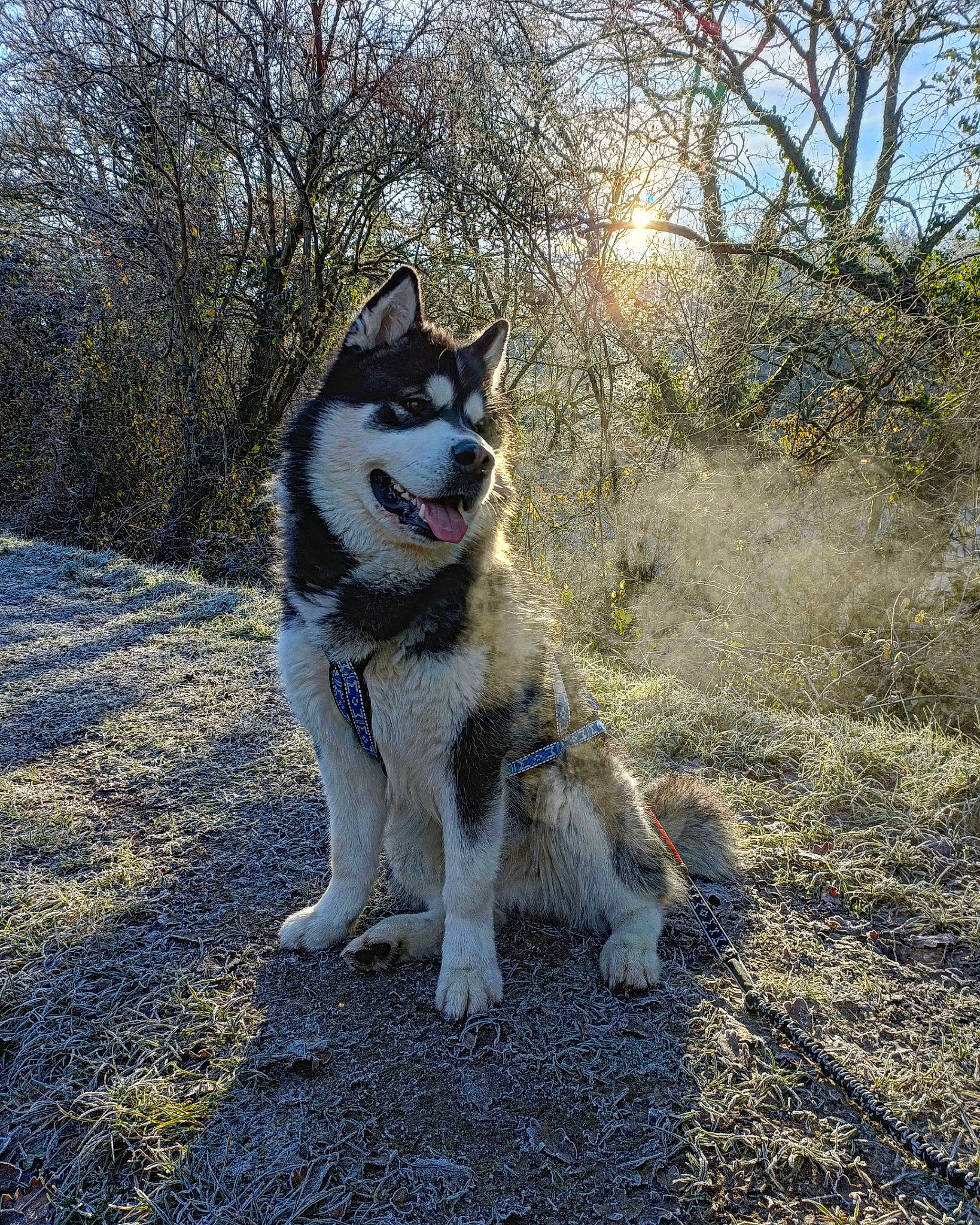 Ruck participe au concours pour gagner de l'argent avec cette photo : canidae, carnivore, companion_dog, dog, dog_breed, fur, grass, plant, recreation, siberian_husky, sky, sled_dog, snout, sporting_group, tail, terrestrial_animal, tree, twig, working_animal, working_dog