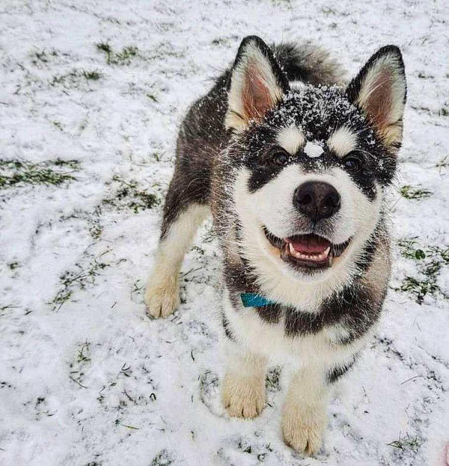 Ruck participe au concours pour gagner de l'argent avec cette photo : art, carnivore, dog, dog_breed, eye, fang, foot, freezing, fur, love, paw, plant, snout, snow, terrestrial_animal, whiskers, wildlife, window, winter, working_dog