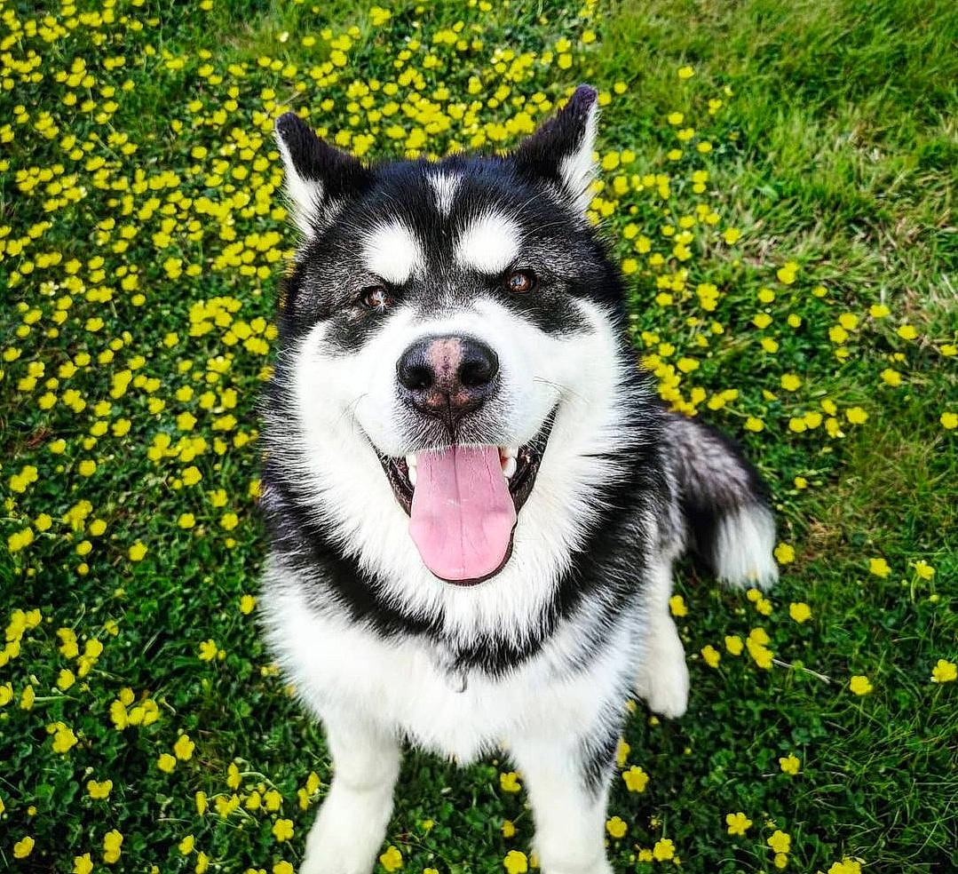 Ruck a rejoint le concours — aidez-le/la à gagner de superbes lots ! annual_plant, art, carnivore, companion_dog, dog, dog_breed, flower, flowering_plant, fur, grass, groundcover, happy, herbaceous_plant, people_in_nature, plant, sled_dog, sporting_group, terrestrial_animal, working_animal, working_dog