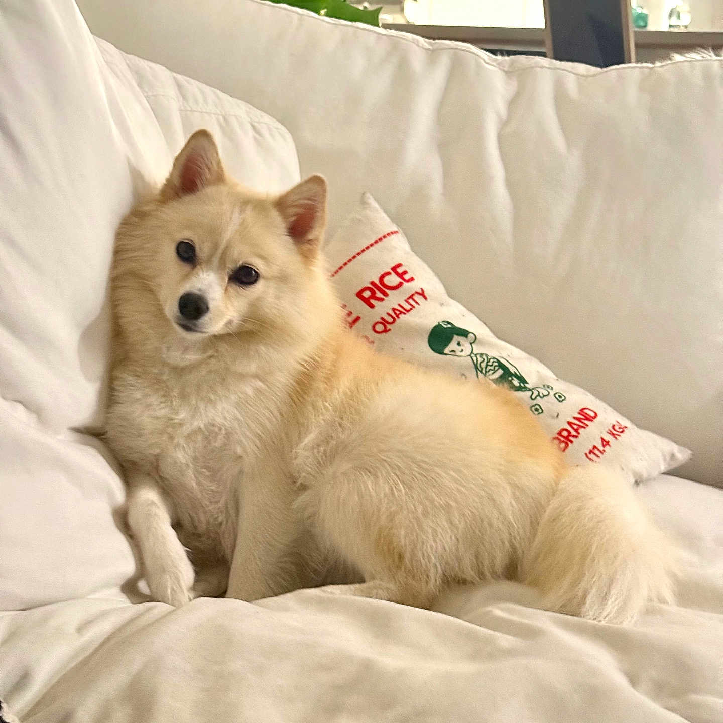 Mochi
