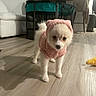 Mochi is registered to the contest to win money with this photo: dog, puppy, hoodie, pink_clothing, fluffy, indoor, wooden_floor, living_room, fur, pet, small_dog, cute, animal, domestic_animal, furniture, playpen, curious, standing, cozy, home