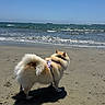 Mochi joined the competition — help win amazing prizes! dog, beach, sand, ocean, water, sky, sunny, waves, outdoor, pet, canine, harness, fluffy, curled_tail, nature, daytime, shore, animal, coast, vacation