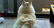 Mochi is registered to the contest to win money with this photo: dog, fluffy, indoor, wooden_floor, glass_door, balcony, greenery, relaxed, pet, animal, fur, sitting, back_view, paws, tail, window, natural_light, home, quiet, cozy