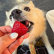 Mochi is registered to the contest to win money with this photo: dog, strawberry, hand, nails, fur, close_up, pet, bite, food, animal, curious, cute, playful, person, collar, leash, floor, metal, texture, indoor
