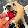 dog, strawberry, hand, nails, fur, close_up, pet, bite, food, animal, curious, cute, playful, person, collar, leash, floor, metal, texture, indoor
