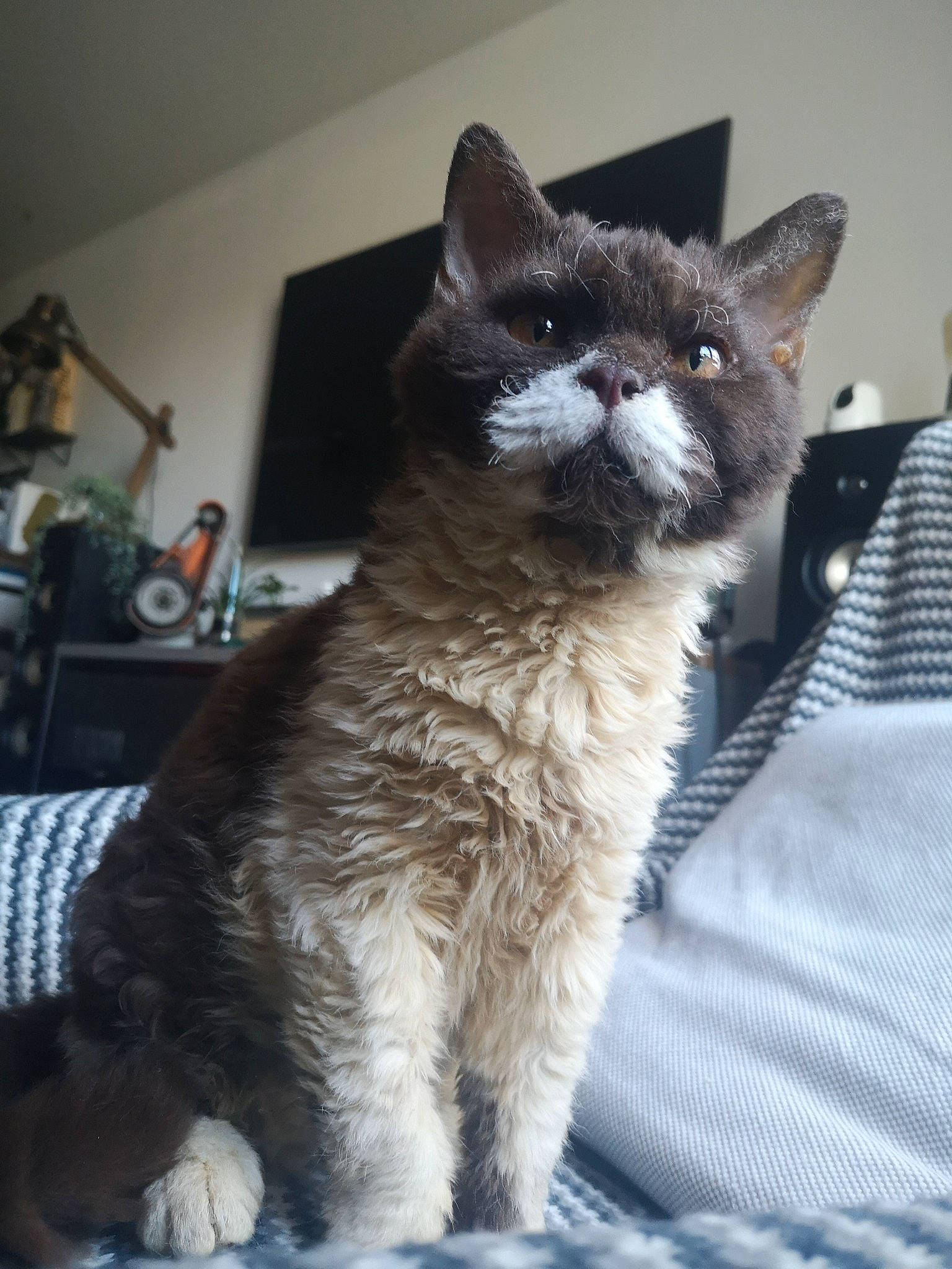 Uno a rejoint le concours — aidez-le/la à gagner de superbes lots ! carnivore, cat, claw, comfort, domestic_short_haired_cat, felidae, fur, grey, paw, sitting, small_to_medium_sized_cats, snout, tail, terrestrial_animal, whiskers