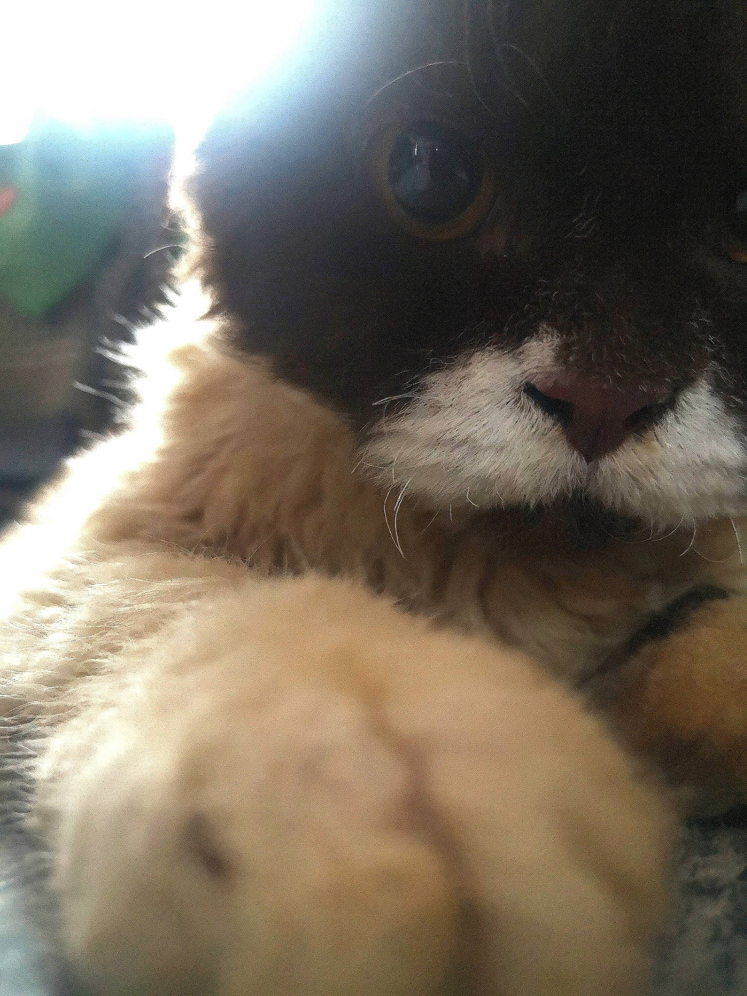 Uno participe au concours pour gagner de l'argent avec cette photo : balinese, carnivore, cat, claw, companion_dog, dog_breed, domestic_short_haired_cat, eyelash, fawn, felidae, fur, paw, small_to_medium_sized_cats, tail, terrestrial_animal, thai, whiskers, working_animal