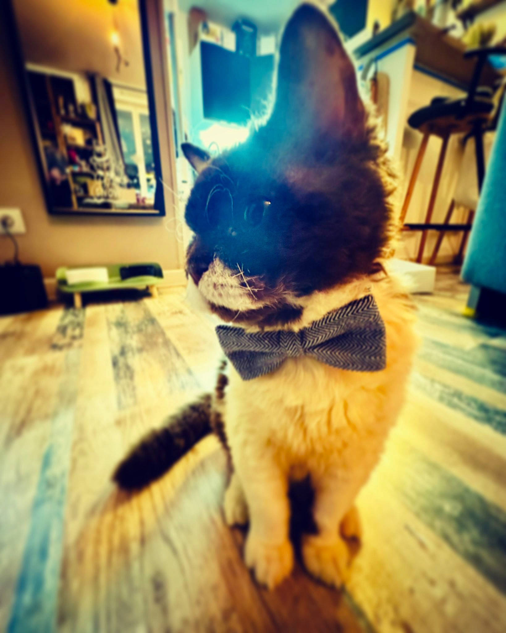 Uno participe au concours pour gagner de l'argent avec cette photo : blue, carnivore, cloud, collar, companion_dog, dog, dog_breed, dog_collar, electric_blue, fawn, felidae, floor, flooring, hardwood, picture_frame, sky, small_to_medium_sized_cats, tail, whiskers, wood