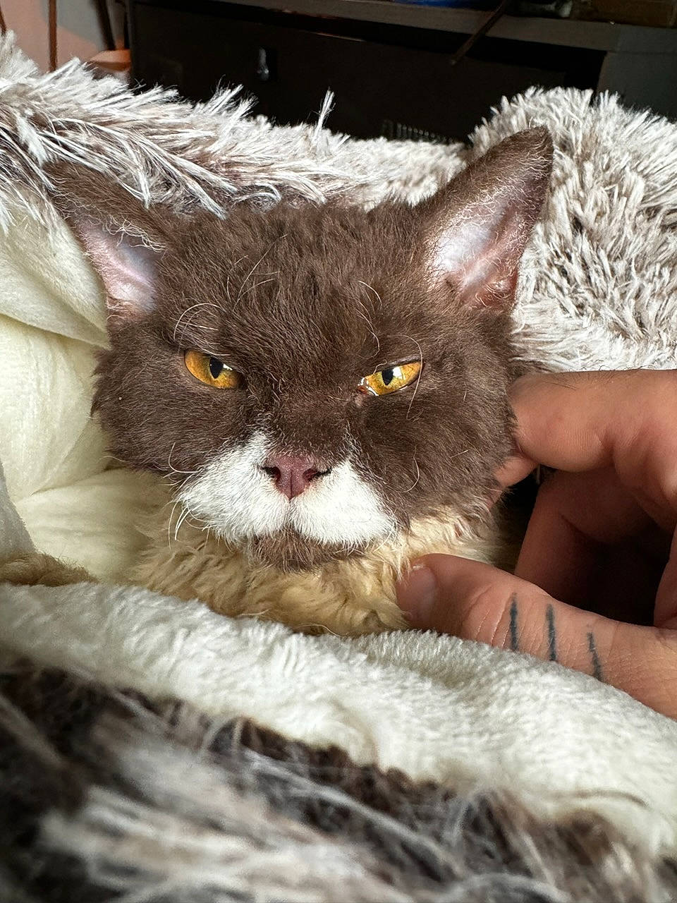 Uno participe au concours pour gagner de l'argent avec cette photo : carnivore, cat, claw, comfort, domestic_short_haired_cat, fawn, felidae, fur, small_to_medium_sized_cats, snout, terrestrial_animal, whiskers