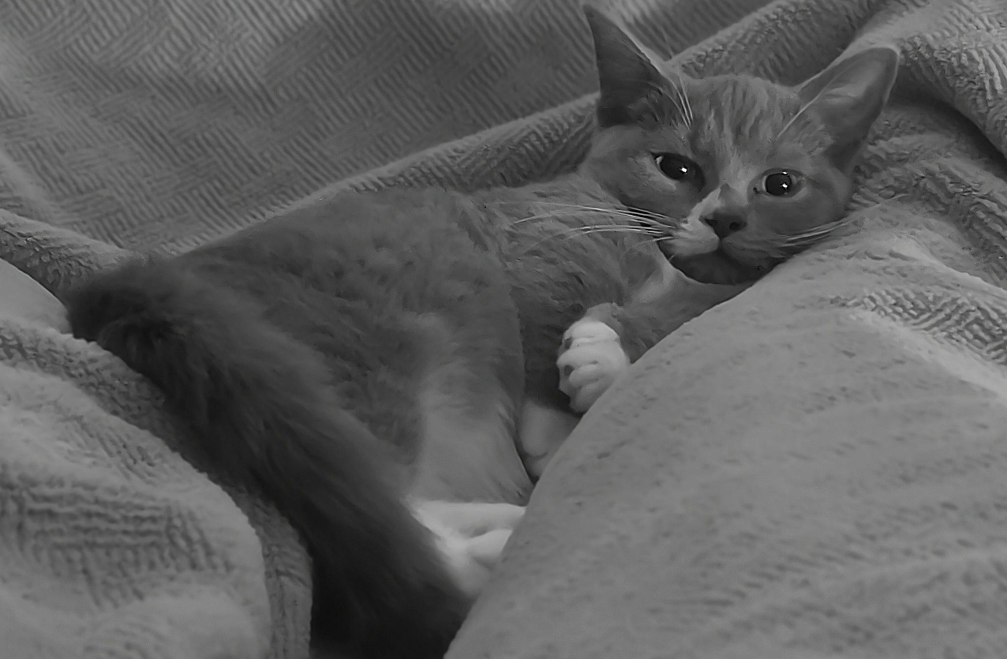 Uv. participe au concours pour gagner de l'argent avec cette photo : carnivore, cat, comfort, domestic_short_haired_cat, eye, felidae, fur, grey, monochrome, monochrome_photography, paw, sitting, small_to_medium_sized_cats, snout, tail, terrestrial_animal, whiskers