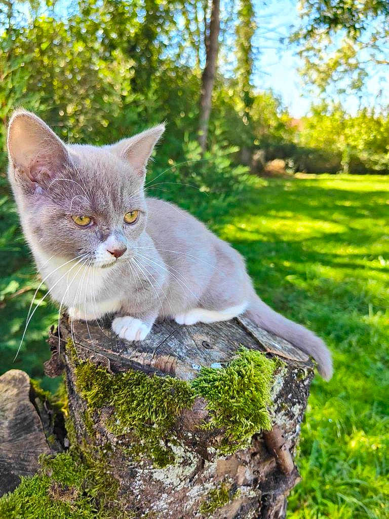 Uv. participe au concours pour gagner de l'argent avec cette photo : branch, carnivore, cat, domestic_short_haired_cat, fawn, felidae, fur, grass, grass_family, groundcover, plant, small_to_medium_sized_cats, snout, sunlight, tail, tree, trunk, whiskers, wildlife, wood