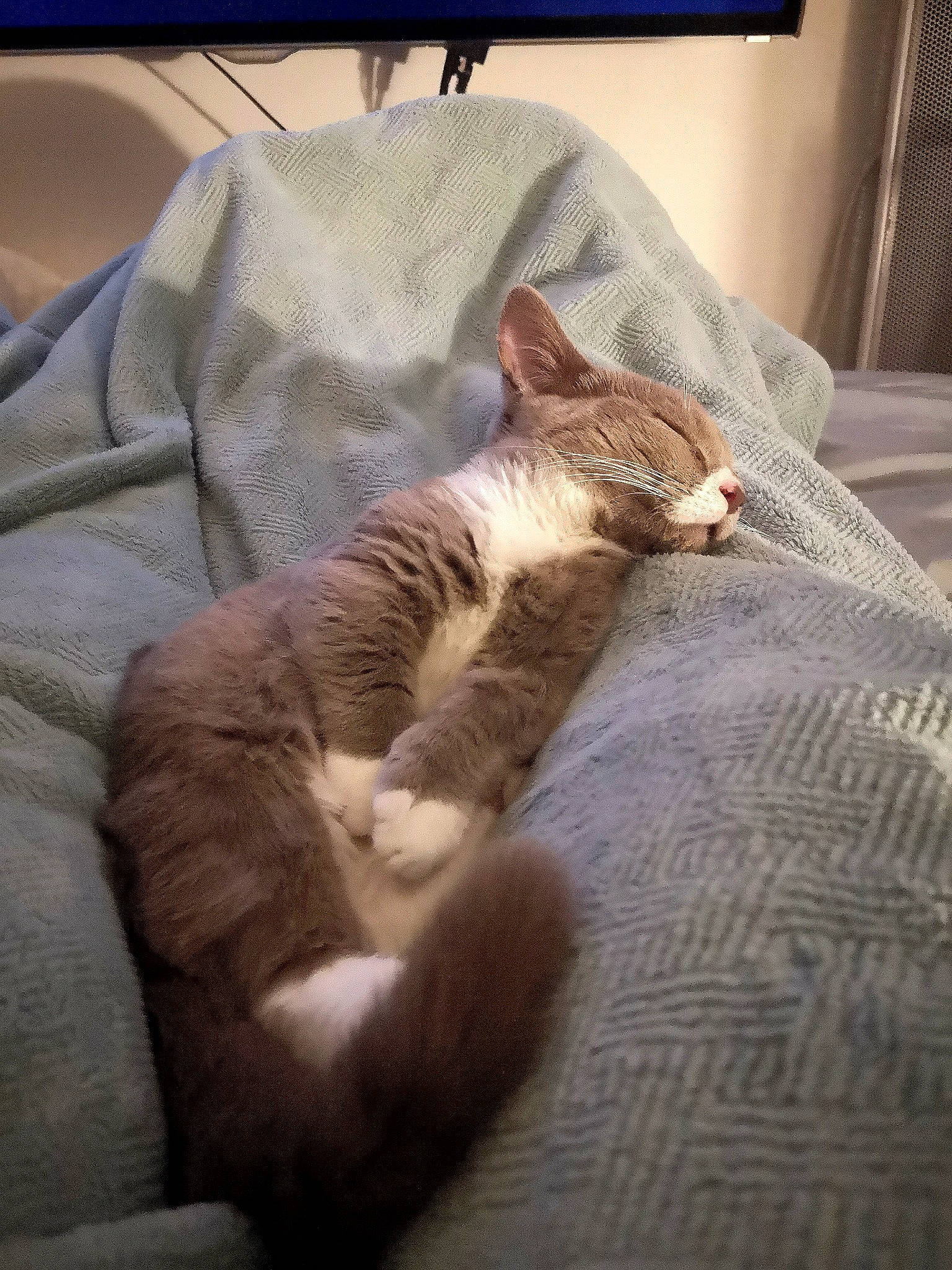 Uv. participe au concours pour gagner de l'argent avec cette photo : bed, carnivore, cat, comfort, couch, curtain, domestic_short_haired_cat, duvet, fawn, felidae, fur, linens, nap, paw, room, small_to_medium_sized_cats, tail, textile, whiskers, wood