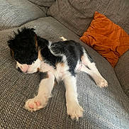 Sheldone a rejoint le concours — aidez-le/la à gagner de superbes lots ! puppy, dog, sleeping, couch, orange_cushion, furniture, indoor, pet, fur, paw, relaxation, cozy, resting, cute, animal, living_room, home, texture, small_dog, domestic_animal