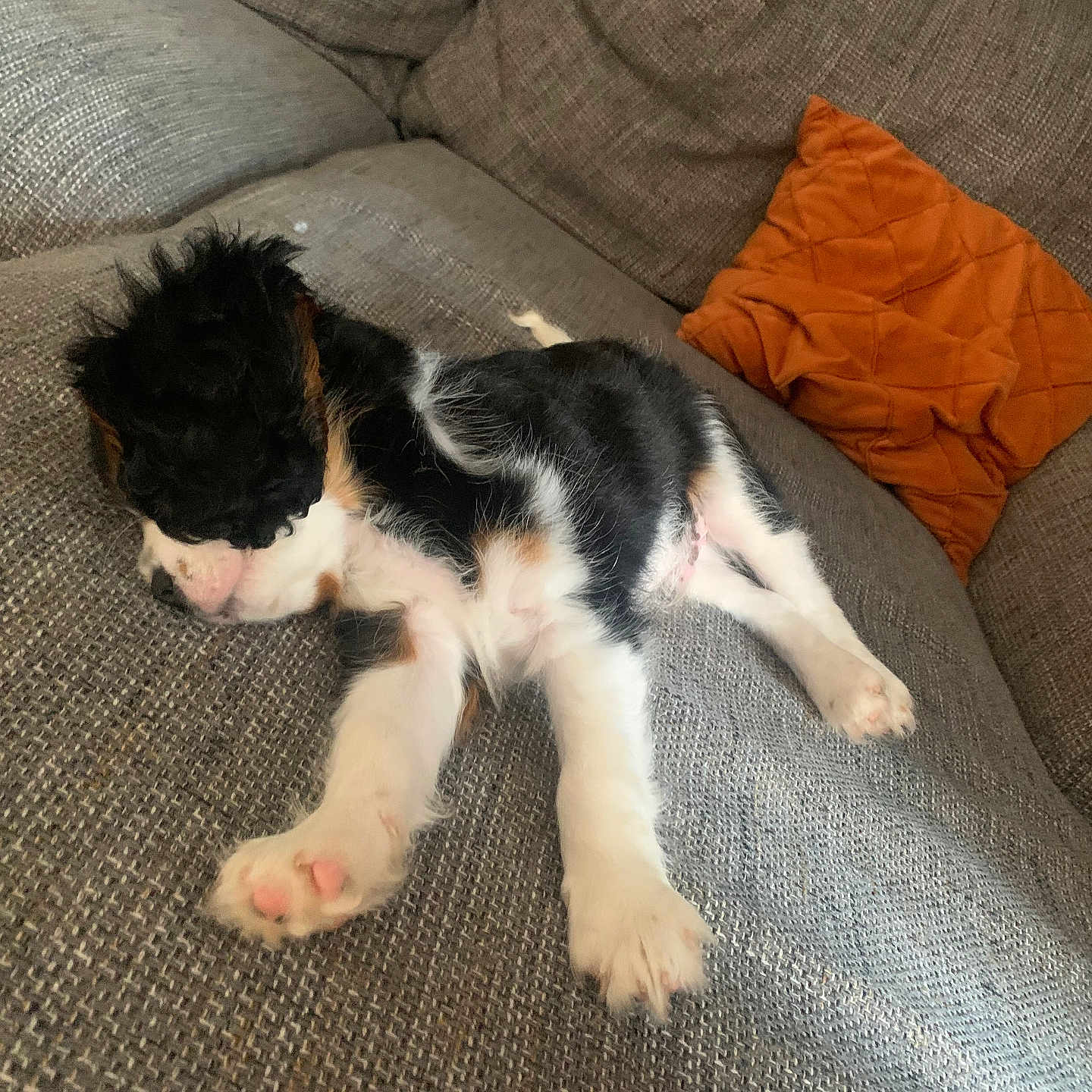 Sheldone a rejoint le concours — aidez-le/la à gagner de superbes lots ! animal, couch, cozy, cute, dog, domestic_animal, fur, furniture, home, indoor, living_room, orange_cushion, paw, pet, puppy, relaxation, resting, sleeping, small_dog, texture