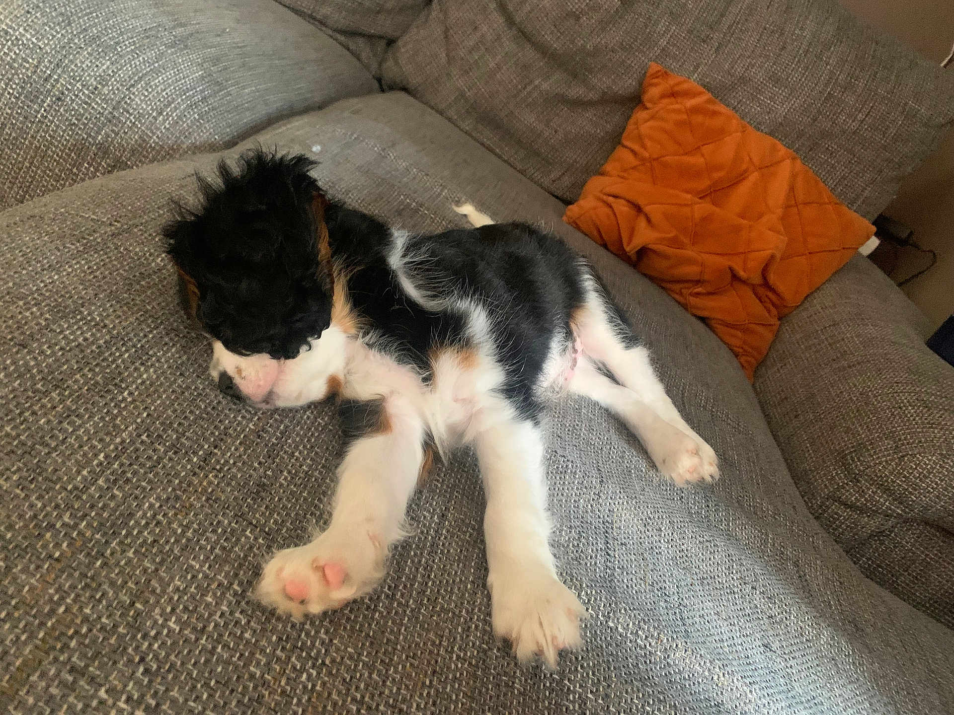 Sheldone a rejoint le concours — aidez-le/la à gagner de superbes lots ! puppy, dog, sleeping, couch, orange_cushion, furniture, indoor, pet, fur, paw, relaxation, cozy, resting, cute, animal, living_room, home, texture, small_dog, domestic_animal