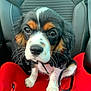 Sheldone a rejoint le concours — aidez-le/la à gagner de superbes lots ! puppy, dog, tricolor, car_seat, red, pet, cute, animal, whiskers, black, white, brown, fur, leash, indoors, car_interior, seat, young_dog, closeup, sitting