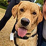Cooper joined the competition — help win amazing prizes! dog, golden_retriever, tongue_out, close_up, outdoor, grass, person, legs, white_sneakers, black_leggings, smiling, jacket, harness, collar, hand, tree, happy, face, pet, canine