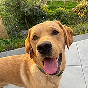 Cooper is registered to the contest to win money with this photo: dog, golden_retriever, pet, animal, outdoor, garden, greenery, happy, tongue_out, portrait, canine, friendly, sunlight, nature, collar, fence, tile_floor, close_up, smiling, domestic_animal