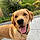 Cooper
