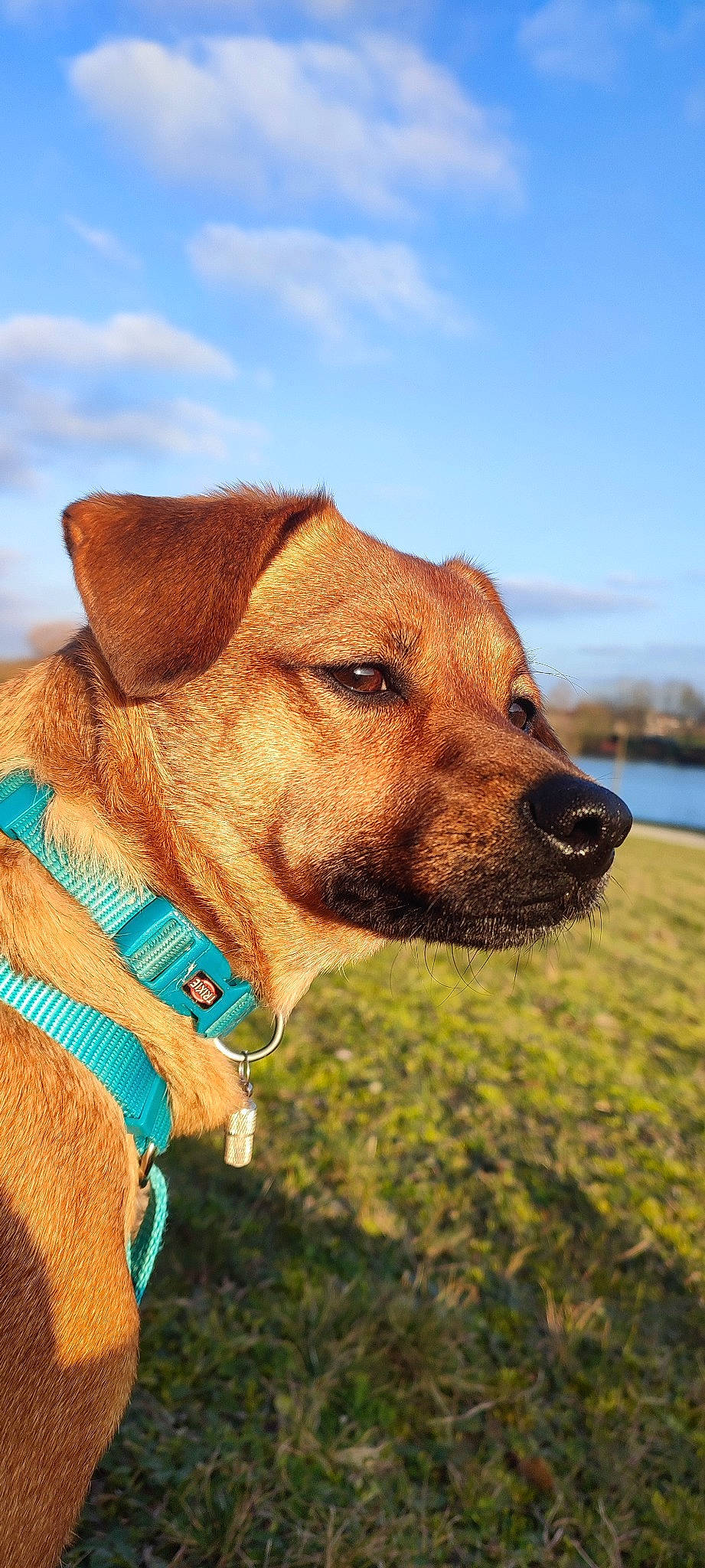 Piha a rejoint le concours — aidez-le/la à gagner de superbes lots ! canidae, carnivore, cloud, collar, companion_dog, dog, dog_breed, dog_collar, fawn, grass, leash, liver, personal_protective_equipment, pet_supply, sky, snout, sporting_group, water, whiskers, working_animal