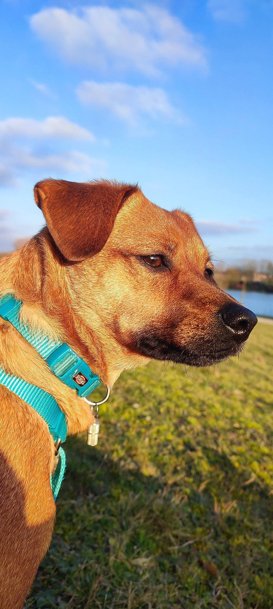 Piha a rejoint le concours — aidez-le/la à gagner de superbes lots ! carnivore, cloud, collar, companion_dog, dog, dog_breed, dog_collar, dog_supply, fawn, grass, grassland, lake, leash, liver, pet_supply, sky, snout, water, whiskers, working_animal