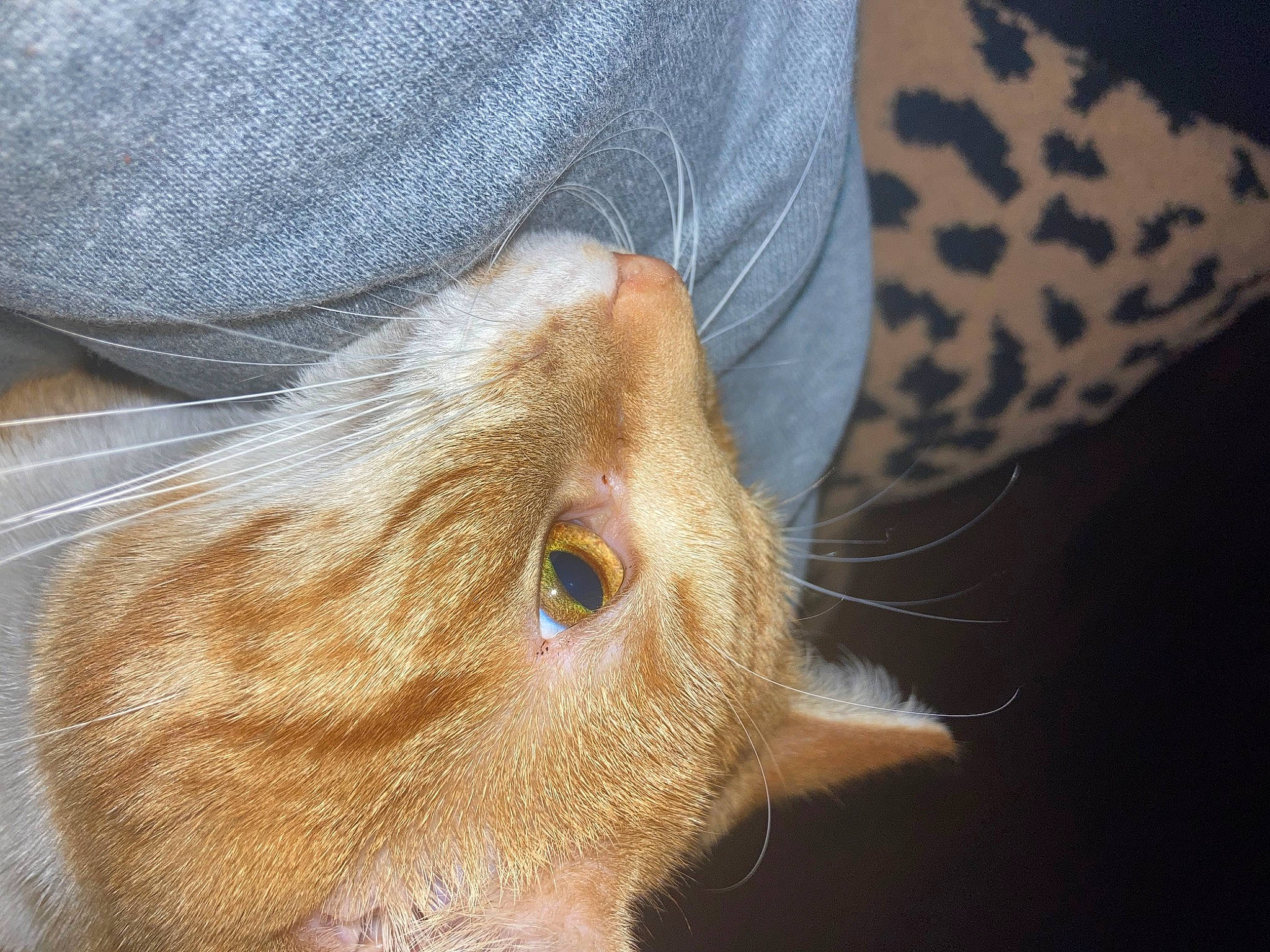 Cheeto is registered to the contest to win money with this photo: carnivore, cat, claw, denim, domestic_short_haired_cat, ear, fawn, felidae, fur, paw, small_to_medium_sized_cats, snout, tail, whiskers