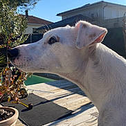 Jack a rejoint le concours — aidez-le/la à gagner de superbes lots ! dog, white_dog, side_profile, outdoor, wooden_deck, potted_plant, house, sunny_day, blue_sky, calm, attentive, pet, animal, ears, snout, fur, daylight, nature, backyard, home